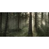Skandinavisk-handcream-75ml-Skog-Forest